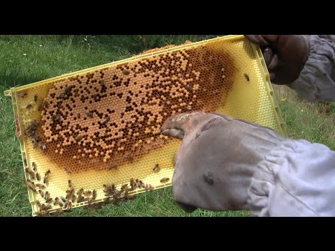 MIgardener: Week 10 Checkup on The Bees | MIgardener Week 10 Checkup on The Bees | MIgardener