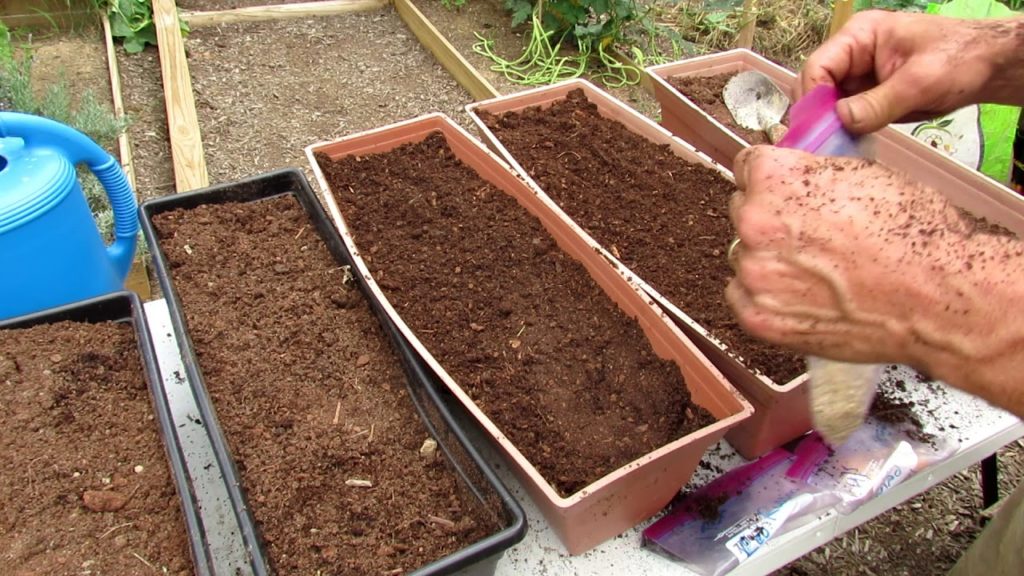 Planting Fall Garden Flower Boxes for 5 Kinds of Salad Greens & Radishes: All The Steps!
