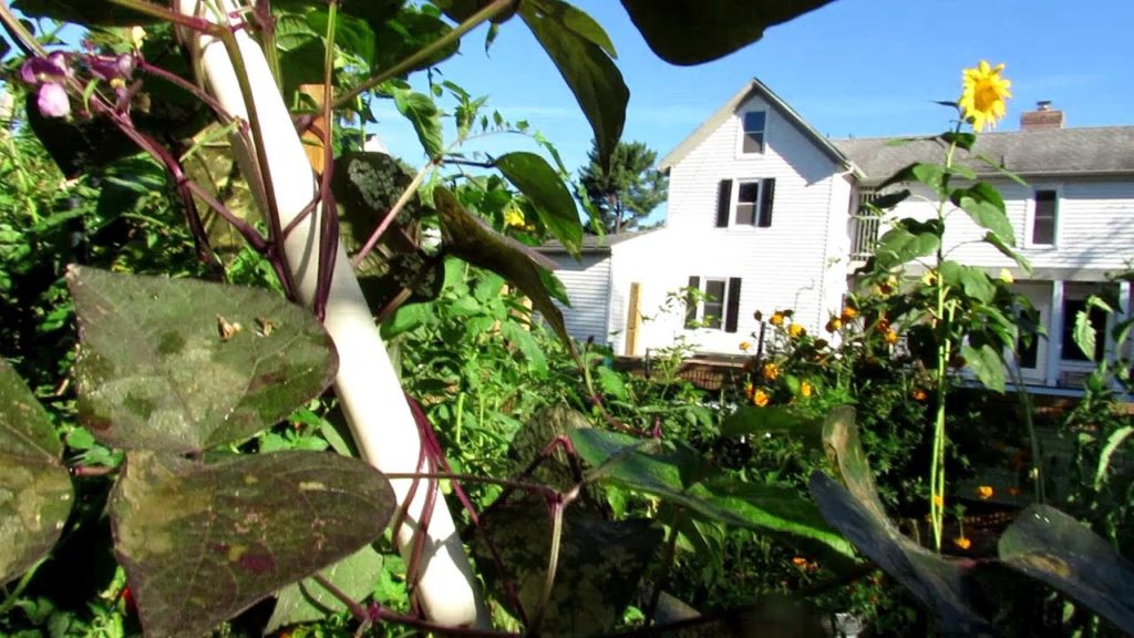 TRG Homestead VLOG E-4: Fall Garden Prep, Disease & Insect Identification,  Roasting Poblano Peppers
