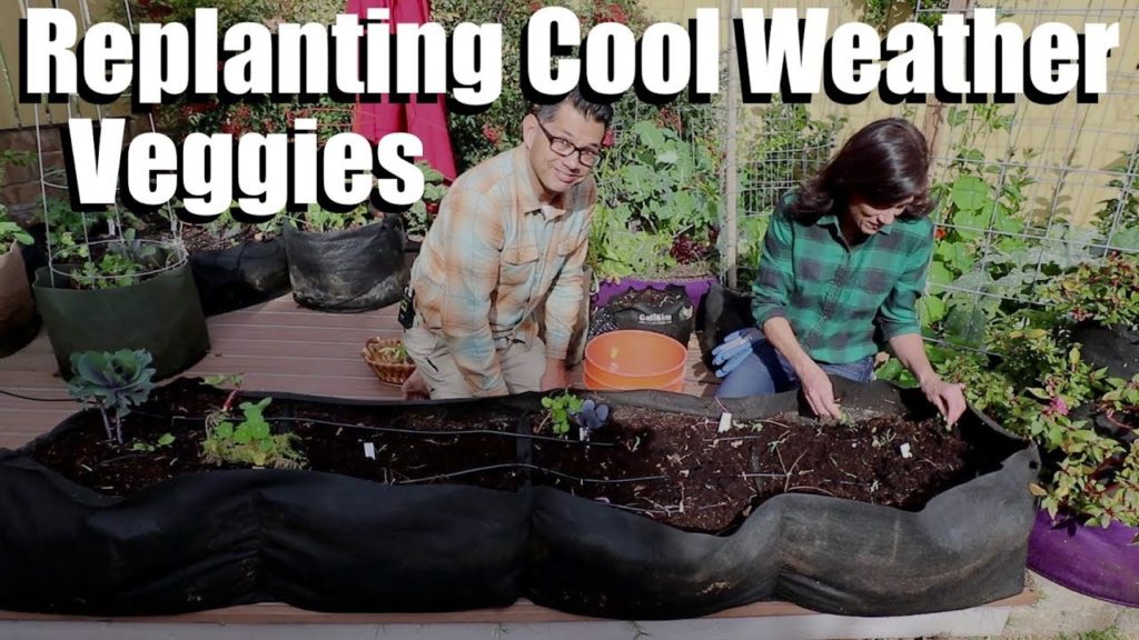 Replanting Cool Weather Veggies & Surprise Harvest
