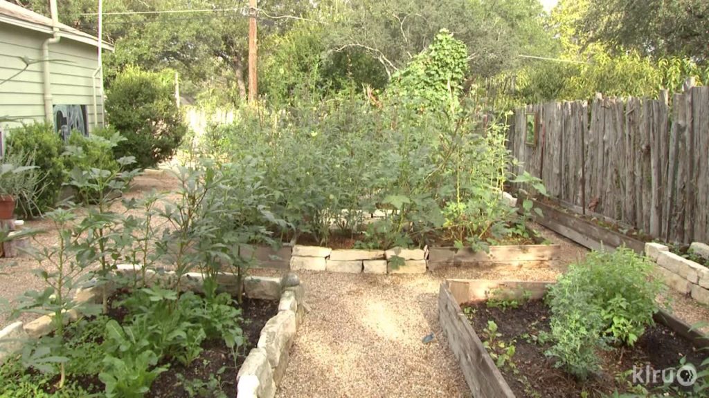 Turn lawn into food on a budget|Meredith Thomas|Central Texas Gardener Turn lawn into food on a budget|Meredith Thomas|Central Texas Gardener