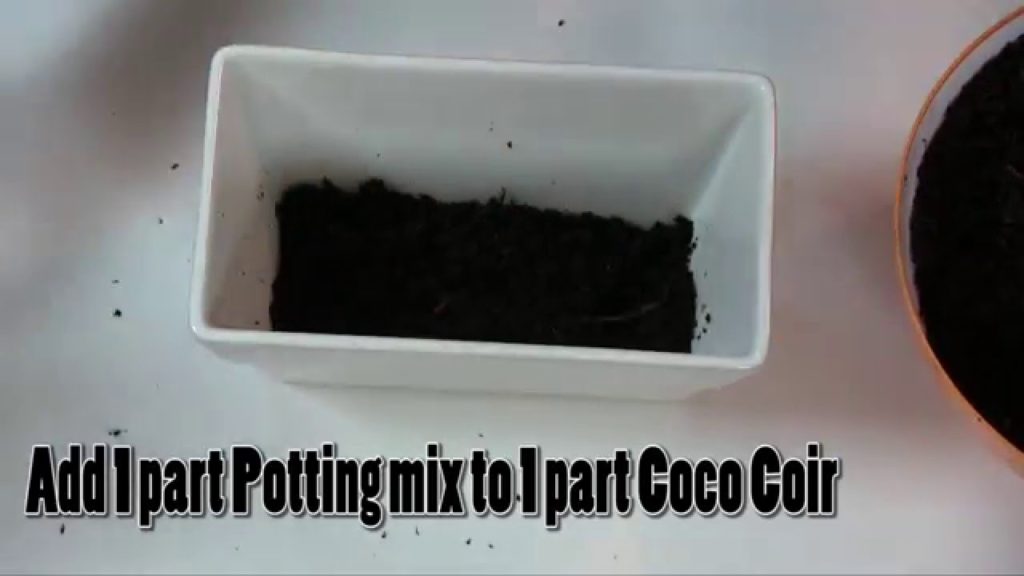 How to Make a 1 minute Super Simple Windowsill Herb Garden