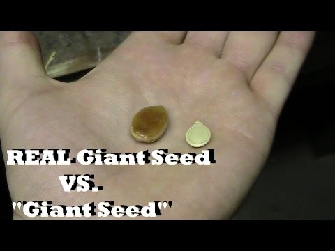 MIgardener: Giant Pumpkin Seed Secrets Stores Don't Want You to Know Giant Pumpkin Seed Secrets Stores Don't Want You to Know