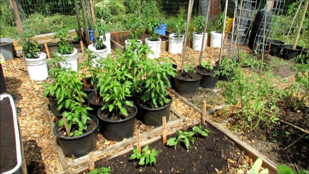 Tomato Pruning, Kale Fix, Cucumber & Zucchini Planting: Community Garden 2017 (3)