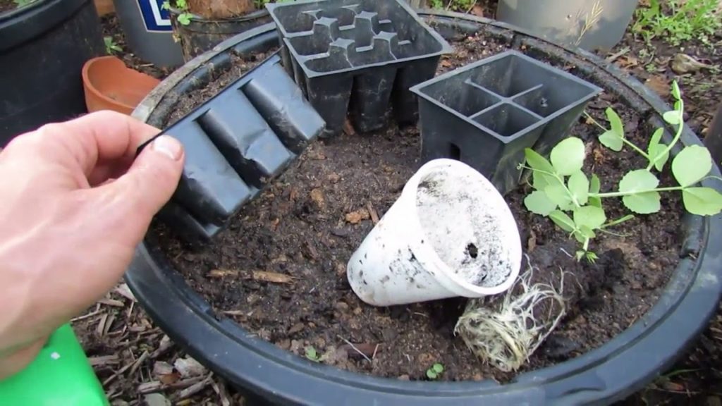 A Complete Guide for Growing Peas: Indoors, Outdoors, Containers, Trellising - Table of Contents