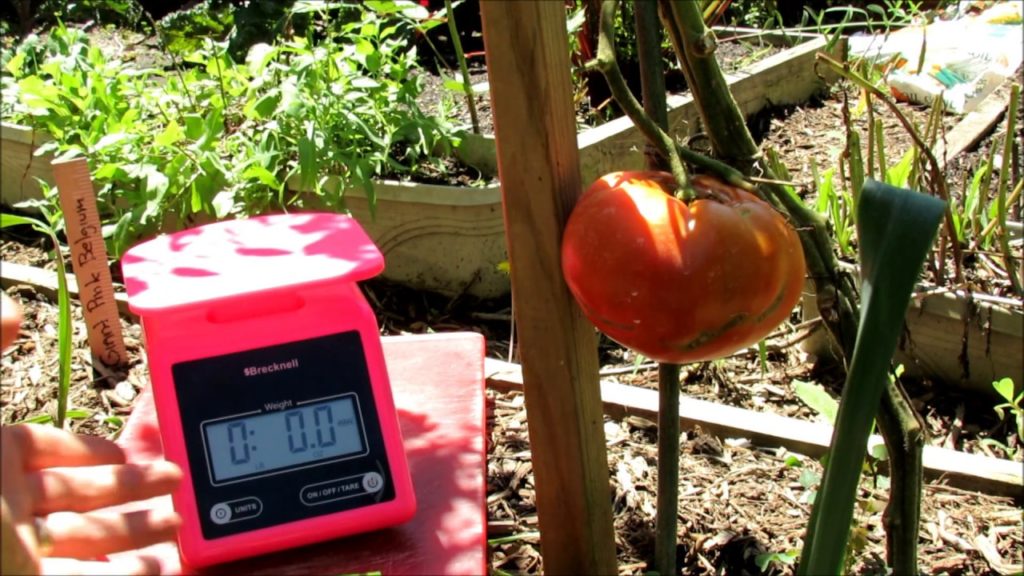 How to Grow Large 1-2+  Pound Tomatoes (4of5):  Weigh In, Stem Burying, Don't Quit!