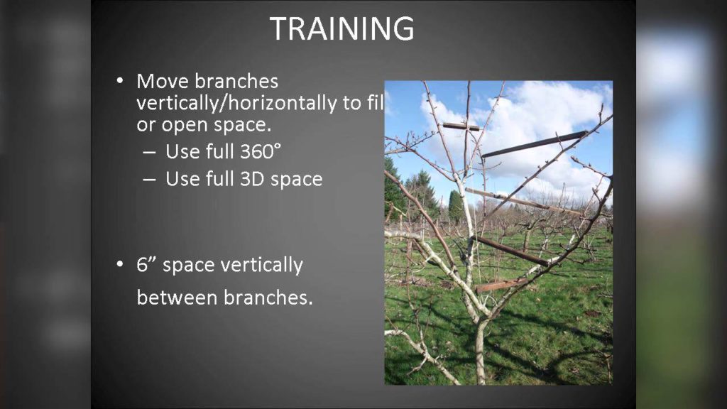 OSU Master Gardener: Pruning Fruit Trees OSU Master Gardener: Pruning Fruit Trees