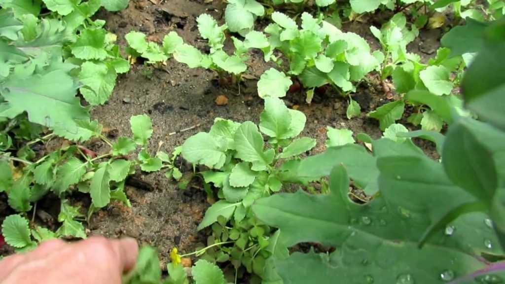 Gary Pilarchik: TRG 2012: Planting Radishes in a Vegetable Garden: Succession Planting TRG 2012: Planting Radishes in a Vegetable Garden: Succession Planting