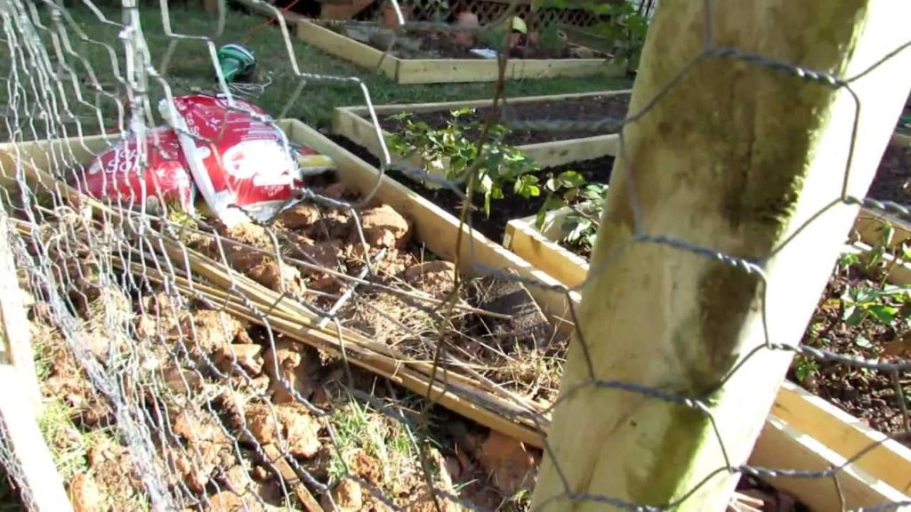 Gary Pilarchik: A Cucumber and Vine Trellis: Building & Benefits A Cucumber and Vine Trellis: Building & Benefits