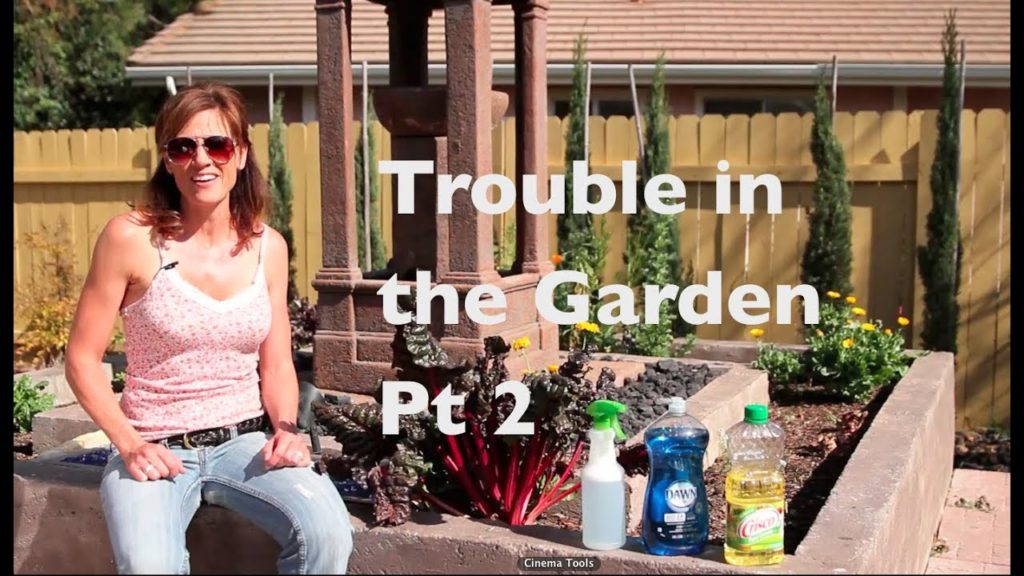 Trouble in the Garden Pt 2-DIY Black Bug spray