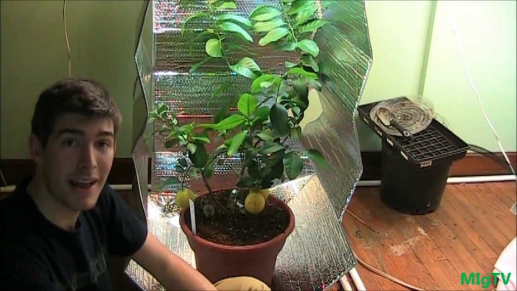 MIgardener: How To Make the Cheapest DIY Grow Tent for Indoor Plants How To Make the Cheapest DIY Grow Tent for Indoor Plants