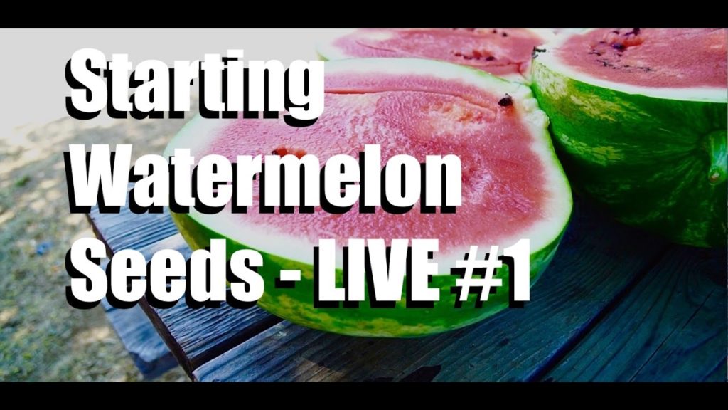 Starting Watermelon Seeds Livestream , #1 (replay)