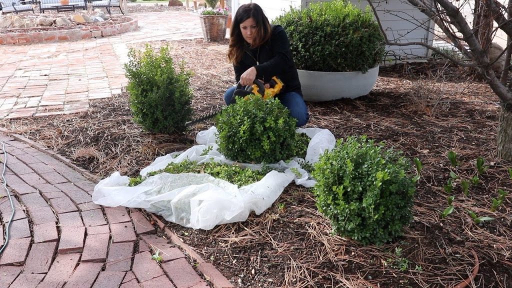 Trimming Boxwoods! ✂️🌿// Garden Answer