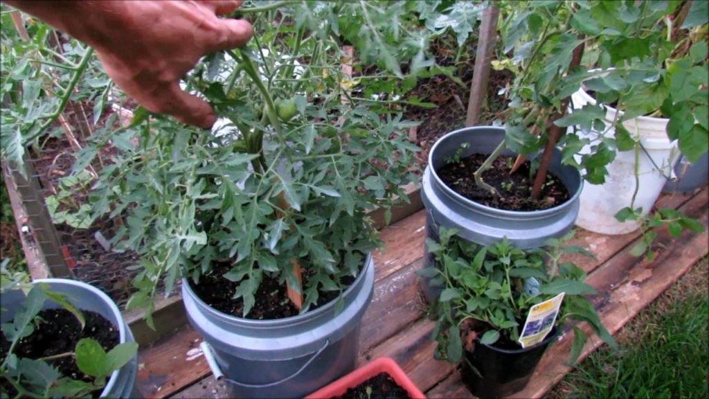 A Tour of Every Tomato Plant in My Garden:  All the Variety Names & Ways I am Growing Them