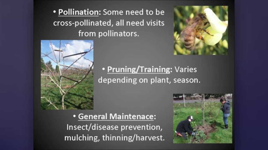 OSU Master Gardener: Low Care Fruit Trees OSU Master Gardener: Low Care Fruit Trees