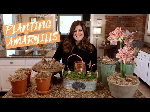 Garden Answer: Amaryllis Unboxing & Planting! 🥰🎄❤️// Garden Answer Amaryllis Unboxing & Planting! 🥰🎄❤️// Garden Answer