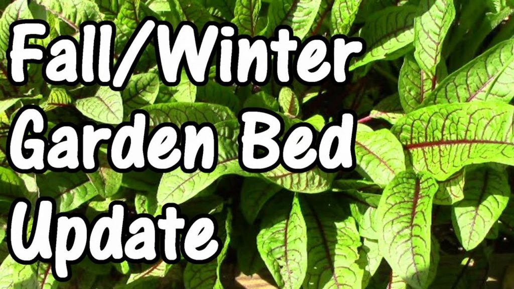 One Yard Revolution: Food Forest Update: the Fall & Winter Garden Bed Food Forest Update: the Fall & Winter Garden Bed