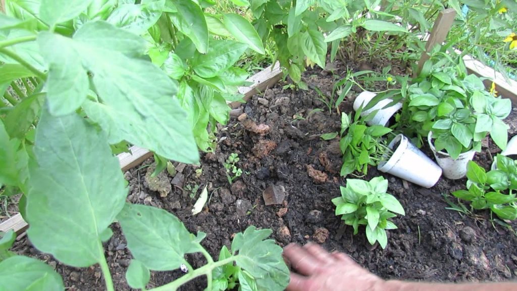 Gary Pilarchik: Pinching Off Basil Flowers and How to Grow Basil All Season Long – The Rusted Garden 2013 Pinching Off Basil Flowers and How to Grow Basil All Season Long - The Rusted Garden 2013