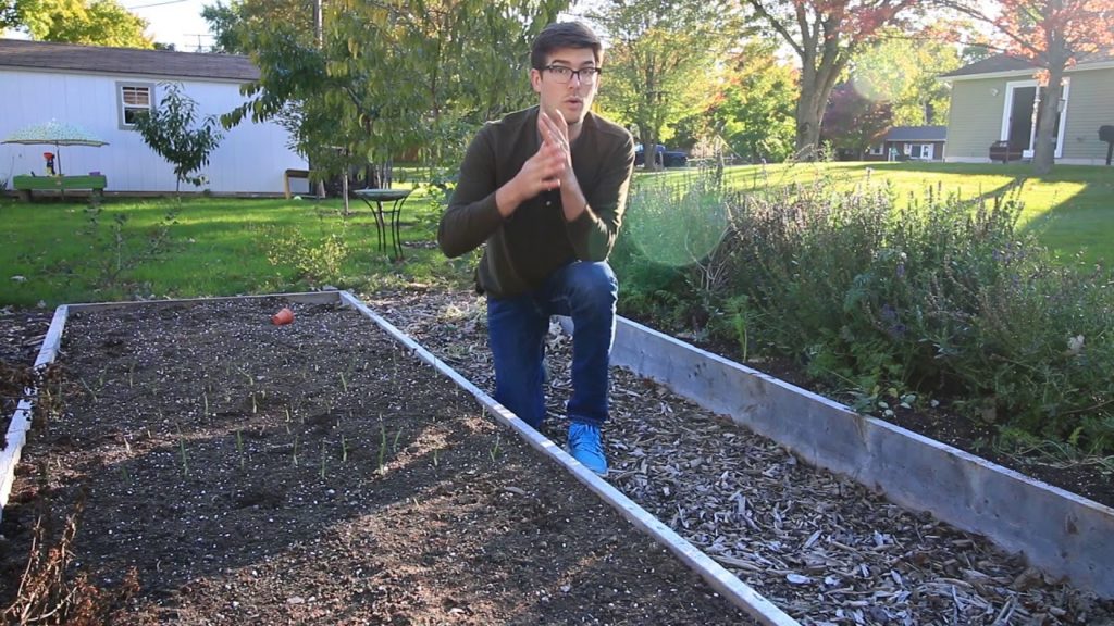 MIgardener: What to Do If Your Garlic Is Sprouting Before Winter?!? What to Do If Your Garlic Is Sprouting Before Winter?!?