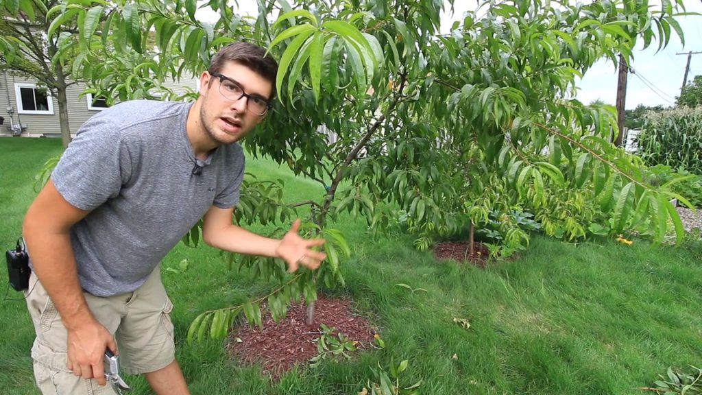 Benefits of Summer Pruning Peaches