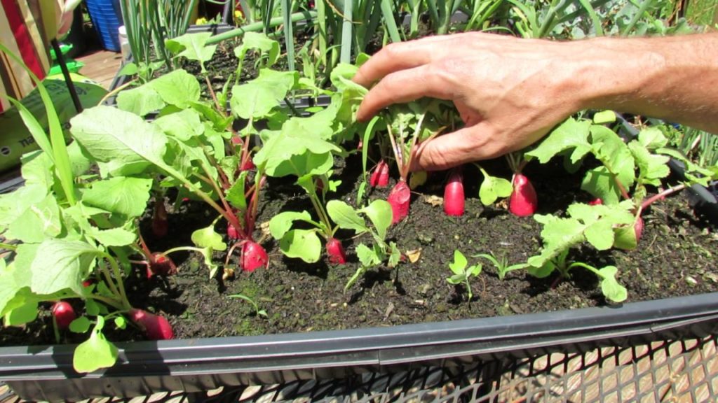 Grow Full Size Radishes in Seed Flats: 1-2 Inches of Soil! -TRG 2016