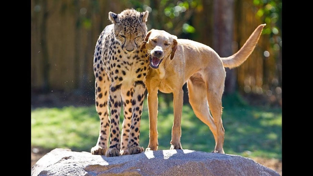 Cheetah and dog friends celebrate anniversary together at Busch Gardens Tampa Cheetah and dog friends celebrate anniversary together at Busch Gardens Tampa