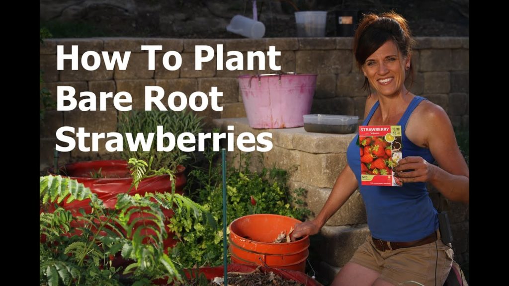 How to Plant Bare Root Strawberries