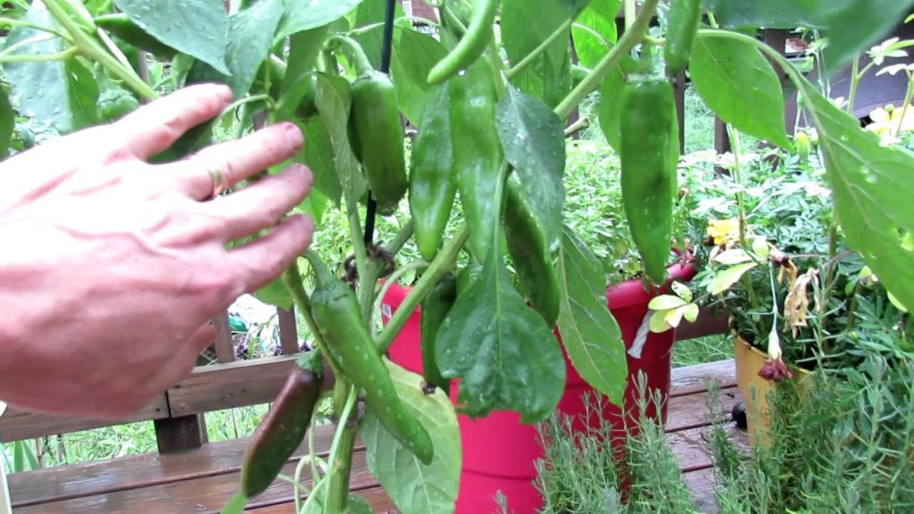Gary Pilarchik: Container Gardening: The Anaheim Chili Pepper – A Very Mild Hot Pepper Container Gardening: The Anaheim Chili Pepper - A Very Mild Hot Pepper