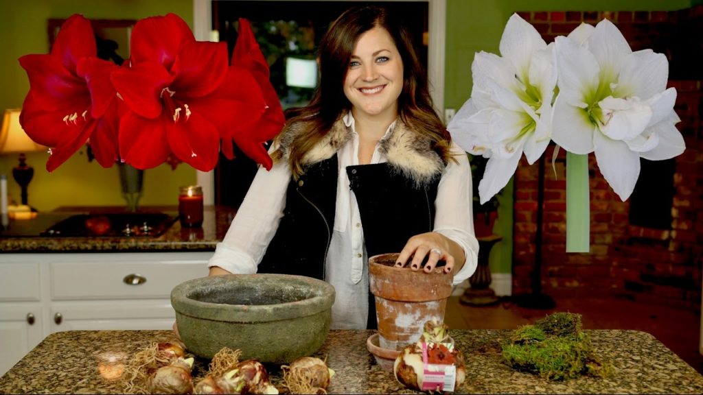 Garden Answer: Planting Amaryllis Bulbs // Garden Answer Planting Amaryllis Bulbs // Garden Answer