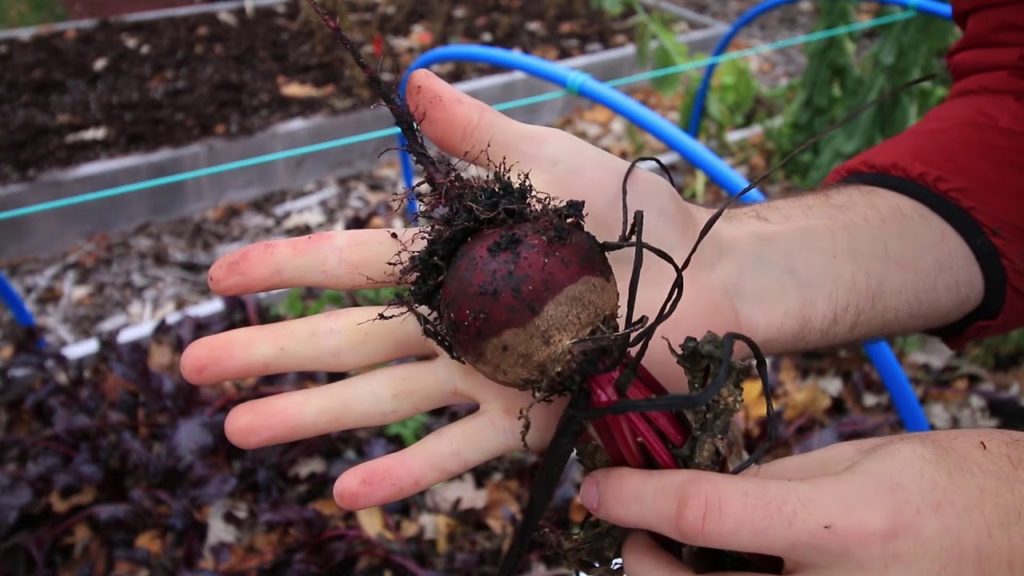 MIgardener: Beets Planted in September – Let’s Harvest Them! Beets Planted in September - Let’s Harvest Them!
