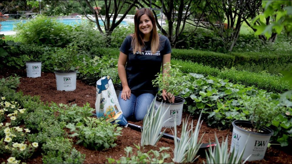 Planting a hedge of Bobo Hydrangeas! 🌿 // Garden Answer