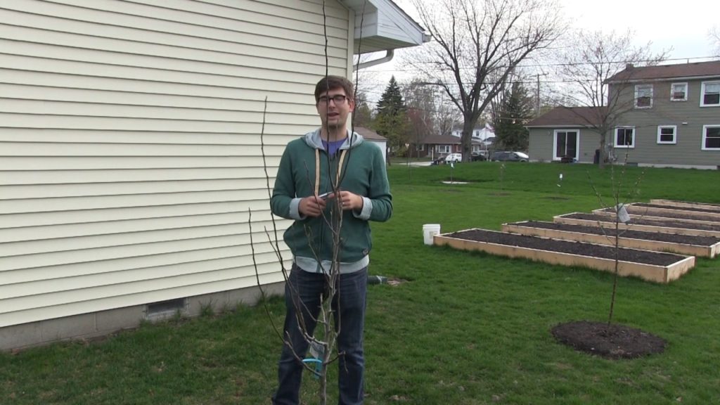 MIgardener: How to Correctly Prune Newly Planted Fruit Trees How to Correctly Prune Newly Planted Fruit Trees
