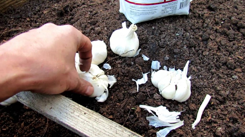 Gary Pilarchik: 11 Tips for Successfully Planting Garlic in Your Vegetable Garden: Fall Planting! 11 Tips for Successfully Planting Garlic in Your Vegetable Garden: Fall Planting!