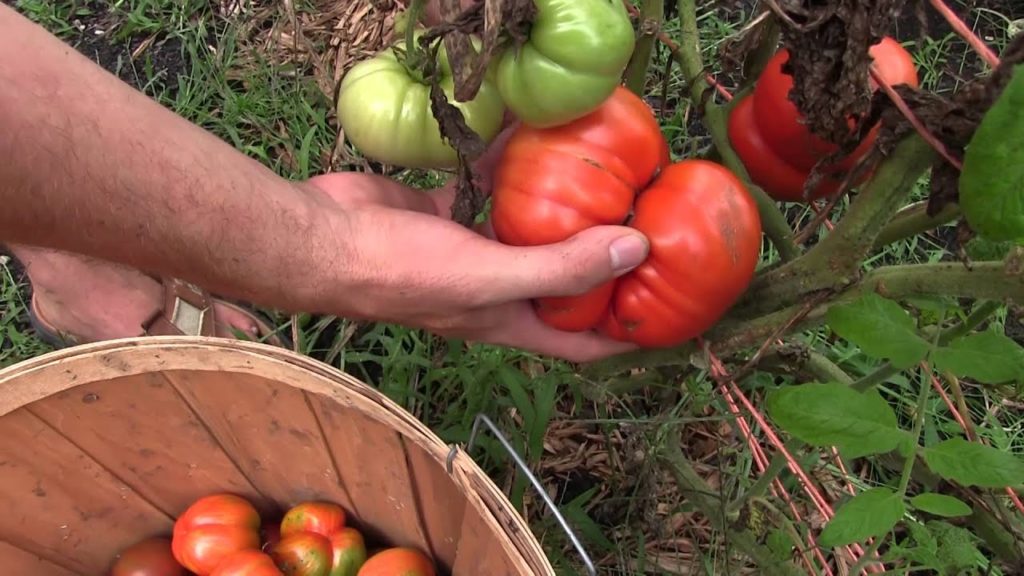 MIgardener: Last Heirloom Tomato Harvest For the Year | MIgardener Last Heirloom Tomato Harvest For the Year | MIgardener