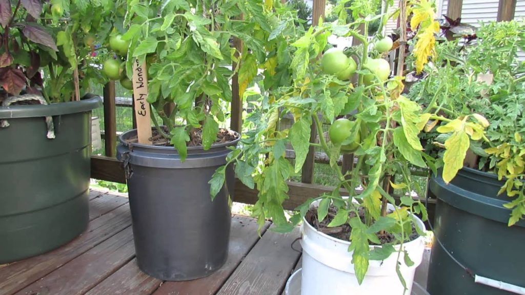 Gary Pilarchik: Garden Questions: Does Tomato Container Size Matter & Do Determinate Tomatoes Die? – TRG 2014 Garden Questions: Does Tomato Container Size Matter & Do Determinate Tomatoes Die? - TRG 2014