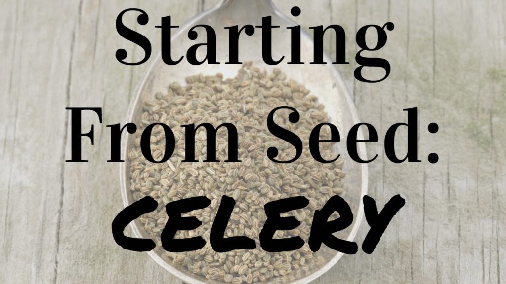 MIgardener: How to Start Celery From Seed How to Start Celery From Seed