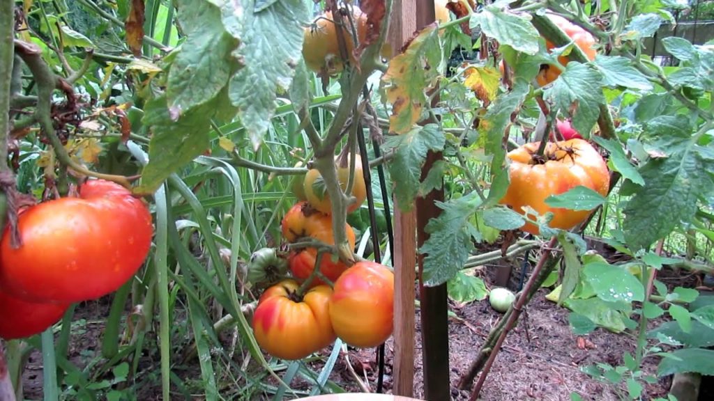 How to Grow Large 1-2 Pound and Record HeirloomTomatoes
