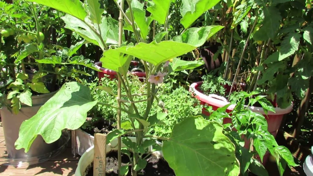 Gary Pilarchik: The Basics for Growing Eggplant in Containers – The Rusted Garden 2013 The Basics for Growing Eggplant in Containers - The Rusted Garden 2013