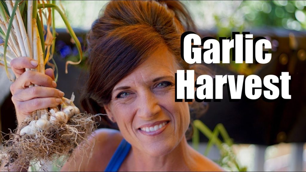 CaliKim: Harvesting Garlic – When and How Harvesting Garlic - When and How