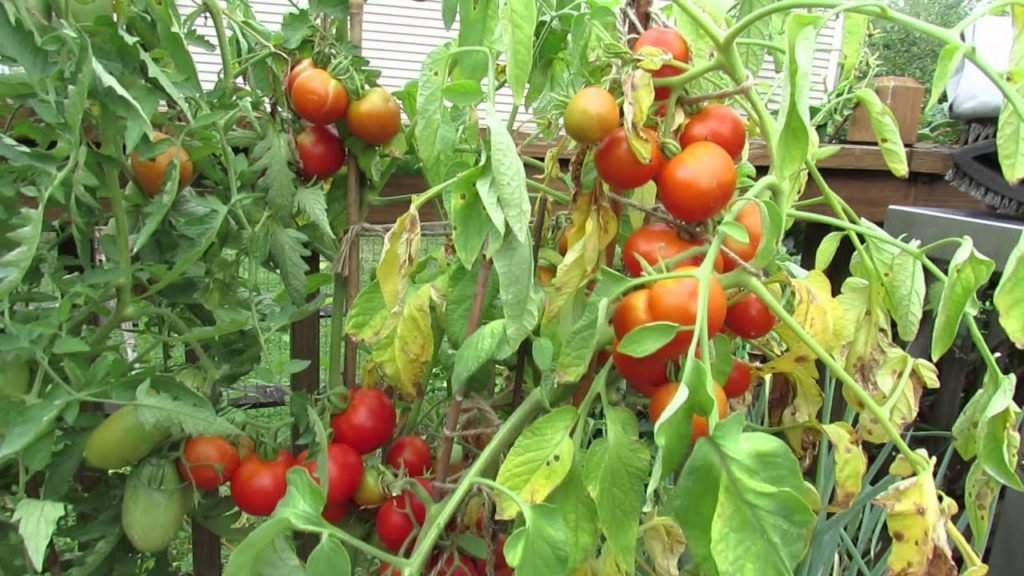 Tomato Fruit Cracking: Why it Happens, What Can You Do, It's Not Nutritional - TRG 2015