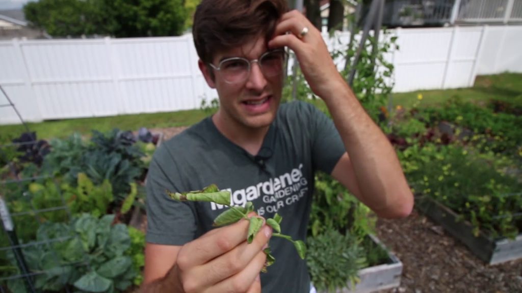 3 Common Misconceptions About Fall Gardening