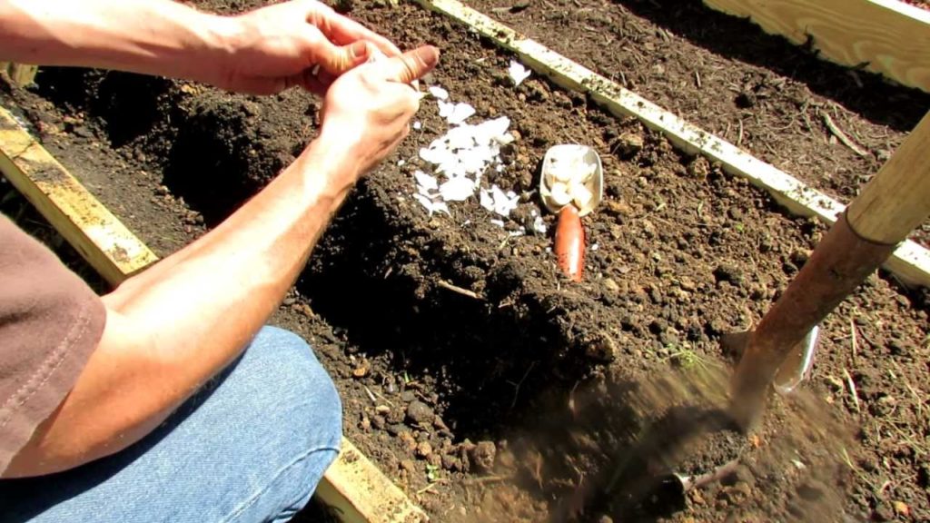 Gary Pilarchik: Fall Gardens: Planting Garlic, Onions & Leeks Fall Gardens: Planting Garlic, Onions & Leeks