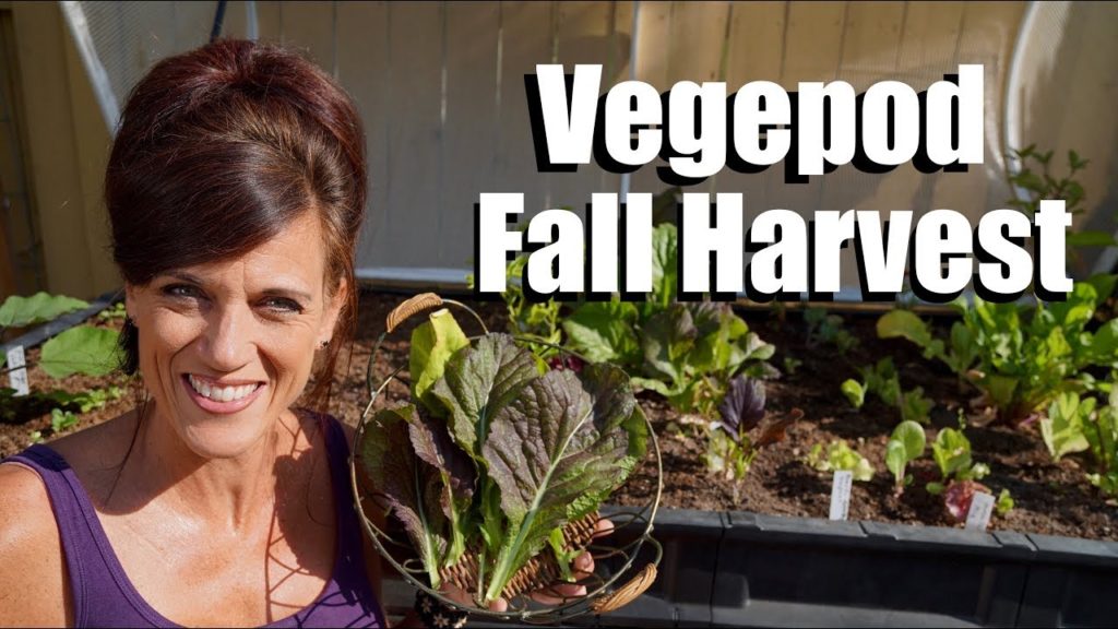 Vegepod Fall Harvest and Update - By Viewer Request