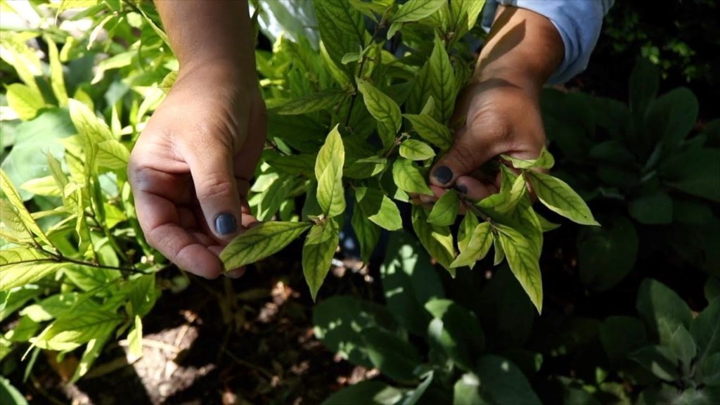 Garden Answer: Treating Yellow Leaves with Iron-Tone! 🌿💚// Garden Answer Treating Yellow Leaves with Iron-Tone! 🌿💚// Garden Answer