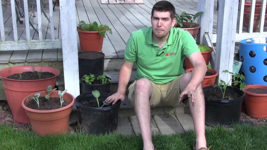 How to Grow Cabbage in Containers - Complete Growing Guide