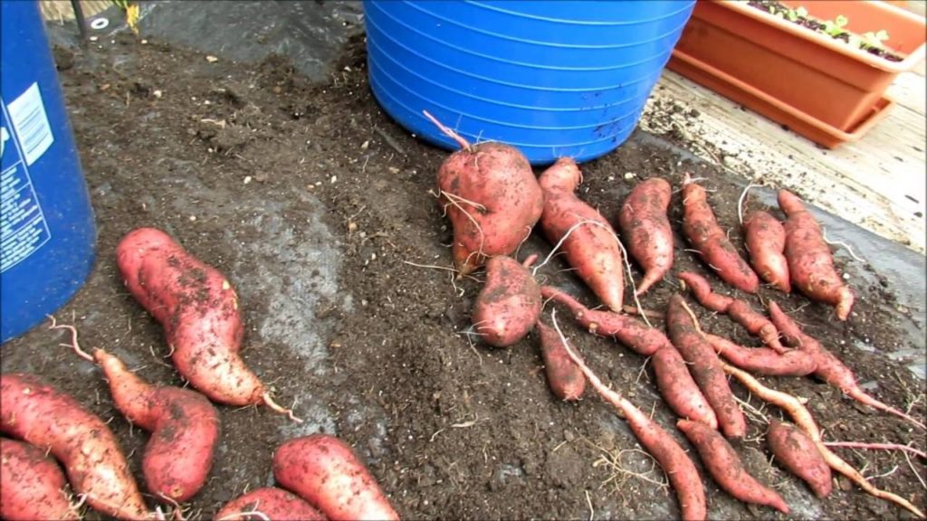 Organic Sweet Potato Container Harvest: Basic Growing Details & Container Sizes