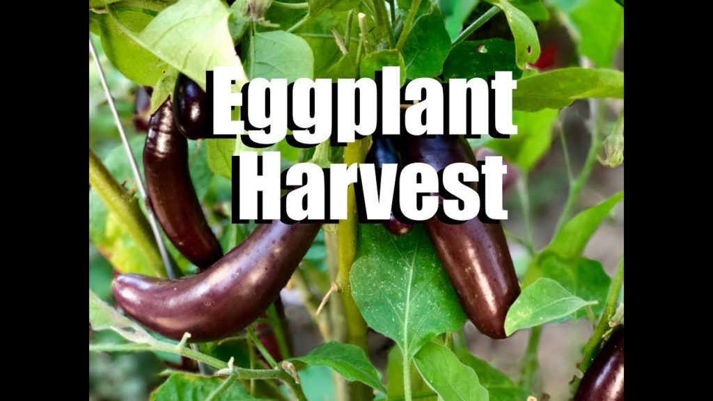 When and How to Harvest Eggplant