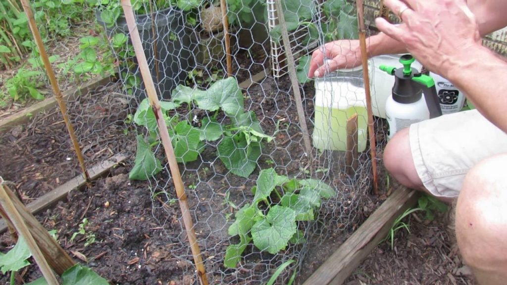 How to Effectively Spray Cucumbers for Pests and Disease Management: Schedule & Products -TRG 2016