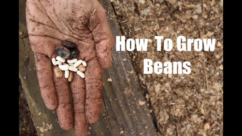 CaliKim: How To Grow Bush and Pole Beans How To Grow Bush and Pole Beans