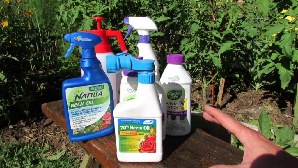 How Does Neem Oil Work, Insect Examples & Making Your Own Neem Oil Spray: Save Money! - TRG 2014